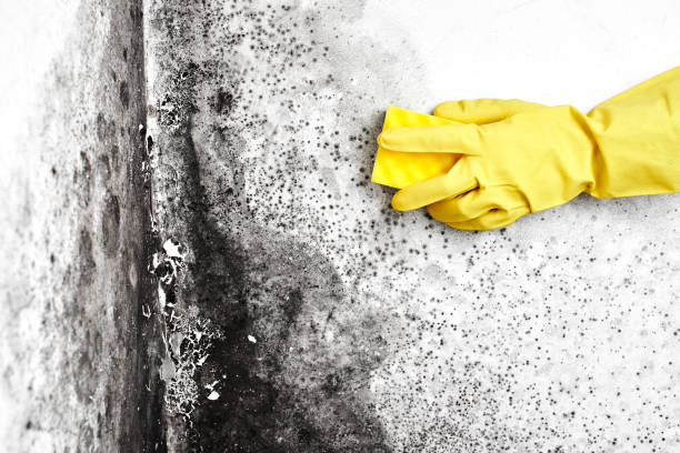 Best Black Mold Remediation in Hamilton, AL