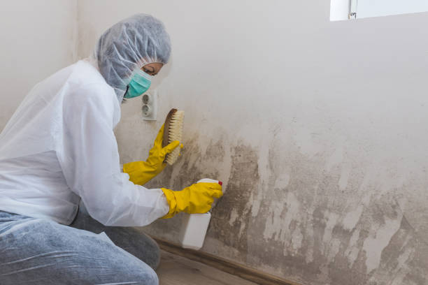 Professional Mold Remediation in Hamilton, AL