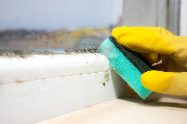 Best Industrial Mold Remediation in Hamilton, AL